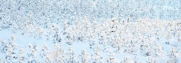 Small Young Fir Trees Blizzard Close Deforestation Northern Pine Tree — Stock Photo, Image