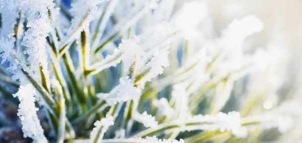 澄んだ青空 クローズアップに対する霜の若い松の木の枝 フィンランドのラップランド グラフィックリソース 生態学 クリスマスのテーマ — ストック写真