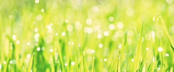 Green Grass Dew Drops Sunrise Texture Close Abstract Natural Pattern — Stock Photo, Image