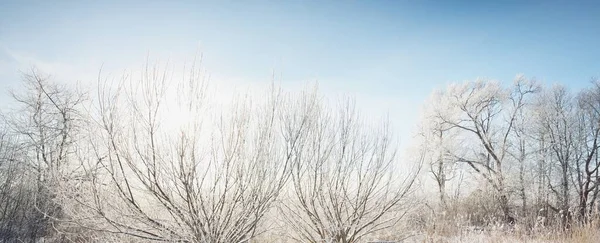 Abedul Otros Árboles Hoja Caduca Colina Cubierta Nieve Después Una — Foto de Stock