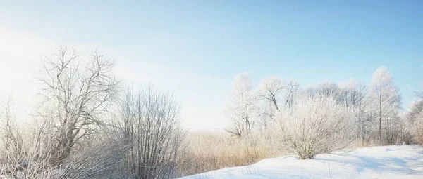 吹雪の後 雪の上の白樺や他の落葉樹の丘のカバー 雪の結晶 木の幹を通して純粋な朝の日差し 真っ青な空 冬の不思議の国 牧歌的な冬のシーン フィンランド — ストック写真