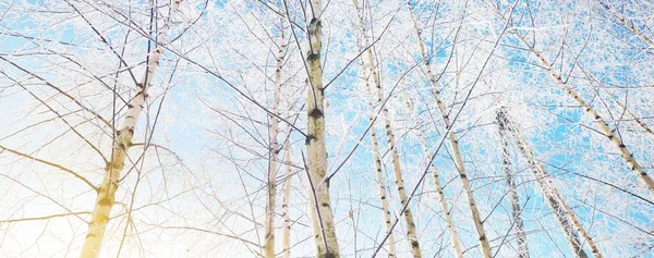 在一场暴风雪之后 低角的白桦林景象 树干紧贴着 树枝上有白霜 晴朗的蓝天 温暖的阳光拉脱维亚 — 图库照片