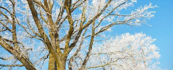 Des Arbres Enneigés Forêt Après Blizzard Lever Soleil Pure Lumière — Photo