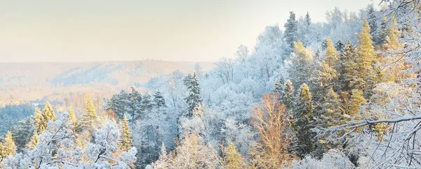 朝のもやの中で吹雪の後の川や雪に覆われた森の息をのむような空中ビュー モミの木を閉じる 澄んだ空 冬の不思議の国 ゴーヤ国立公園 シグルダ ラトビア — ストック写真