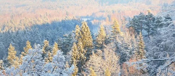 朝のもやの中で吹雪の後の川や雪に覆われた森の息をのむような空中ビュー モミの木を閉じる 真っ青な空 冬の不思議の国 ゴーヤ国立公園 シグルダ ラトビア — ストック写真