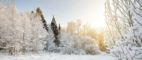 Atmosferyczny Krajobraz Pokrytego Śniegiem Lasu Zachodzie Słońca Czyste Światło Słoneczne — Zdjęcie stockowe