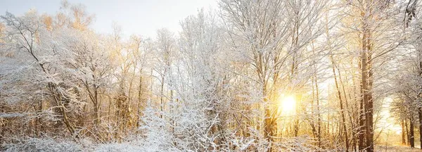 Atmosferyczny Krajobraz Pokrytego Śniegiem Lasu Zachodzie Słońca Czyste Światło Słoneczne — Zdjęcie stockowe