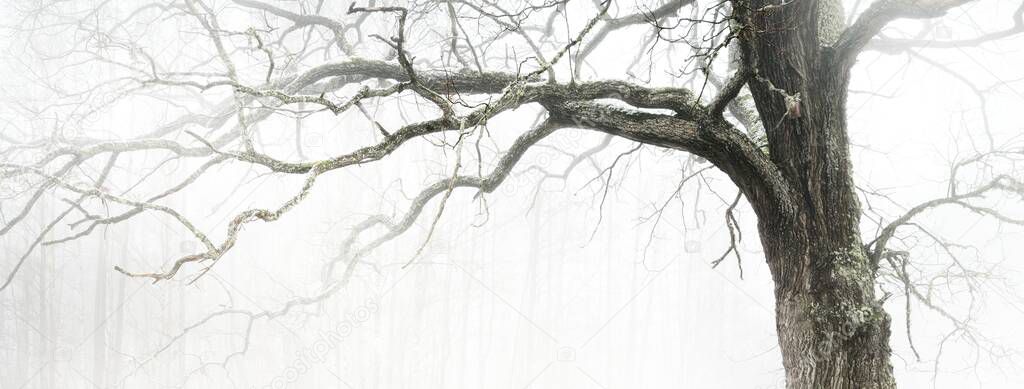 An ancient dry oak tree in a white mist, close-up. Mysterious winter scene. Dark trees silhouettes in the background. Concept art, graphic minimalism