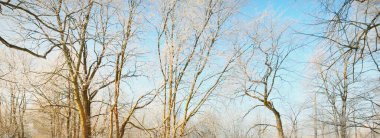 Kar fırtınasından sonra eski şehir parkının alçak açılı görüntüsü, ağaç gövdeleri yakın plan. Dalların üzerinde don var. Açık mavi gökyüzü