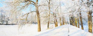Açık bir günde, uzun buz gibi ağaçların arasında, karla kaplı boş bir ara sokak. Yerdeki gölgeler. Parlak mavi gökyüzü, sıcak güneş ışığı. Letonya