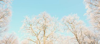 Kar fırtınasından sonra eski şehir parkının alçak açılı görüntüsü, ağaç gövdeleri yakın plan. Dalların üzerinde don var. Açık mavi gökyüzü