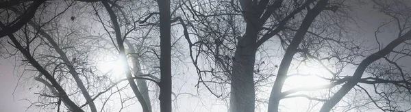 夜には霧の中でライトアップされた都市公園 暗い古い木のシルエットをクローズアップ ラトビアのリガ 木を通してランタンライト 神秘的な風景 コンセプトアート ファンタジー おとぎ話 — ストック写真