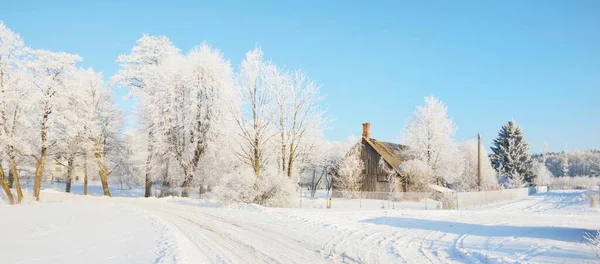 雪の村 車や人間のトラックを閉じるまでの国の道路覆われた 暖かい日差しの中で背の高い木 晴れた冬の日 ラトビア — ストック写真