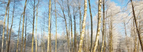 Zasněžené Stromy Les Bouři Východ Slunce Čisté Sluneční Světlo Zimní — Stock fotografie