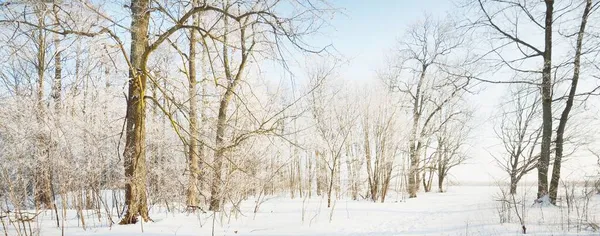 在暴风雪之后 一条穿过古城公园的小路 高大的树干紧贴着 树枝上有白霜 新雪中的人类脚印 地面上的阴影 晴朗的蓝天 拉脱维亚 冬季场景 — 图库照片