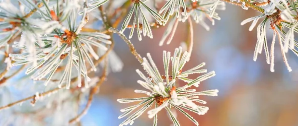幼松树枝 有一个圆锥 上面覆盖着白霜 针头紧密相连 日落时的常绿针叶林 柔和的光线 冬天的仙境 圣诞节 纯洁的大自然 图形资源 — 图库照片