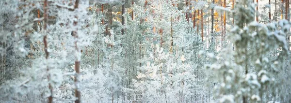 クローズアップでスプルースの木のフレームで雪に覆われたジュニパー 吹雪の後の針葉樹林 松の幹を通して輝く太陽の光 冬の不思議の国 フィンランド — ストック写真