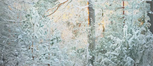 雪の夕日 クローズアップでトウヒの木のフレームに松の覆われた 吹雪の後の針葉樹林 太陽は木の幹を通して輝く光線 冬の不思議の国 フィンランド — ストック写真
