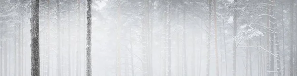 Sentier Travers Forêt Pins Enneigés Dans Blizzard Puissants Arbres Sempervirents — Photo
