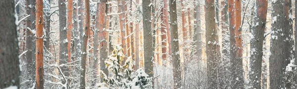 Mur Pins Épinettes Genévriers Dans Une Forêt Conifères Après Blizzard — Photo