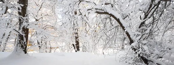 日没の雪に覆われた森林の大気中の風景 純粋な太陽の光 枝に霜が降ります 冬の不思議の国 生態系 地球温暖化 エコツーリズム クリスマス休暇 グラフィックリソース — ストック写真