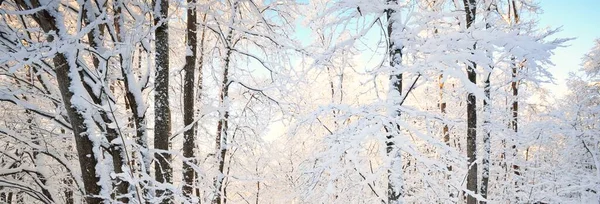 Schneebedeckte Bäume Wald Nach Einem Schneesturm Sonnenaufgang Reines Sonnenlicht Winterwunderland — Stockfoto