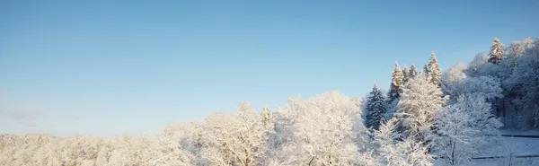 Schneebedeckte Bäume Wald Nach Einem Schneesturm Sonnenaufgang Reines Sonnenlicht Winterwunderland — Stockfoto