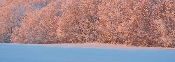 Atmosphärische Landschaft Aus Schneebedeckten Wäldern Bei Sonnenuntergang Reines Sonnenlicht Raureif — Stockfoto
