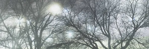 Noci Osvětlený Městský Park Mlze Zblízka Tmavé Siluety Starého Stromu — Stock fotografie