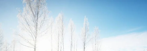 Árvores Caducas Perenes Geada Fundo Paisagem Inverno Idílica — Fotografia de Stock