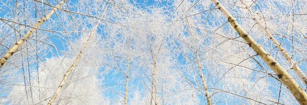 白雪覆盖的树 暴风雪过后的森林 纯净的阳光 冬天的仙境芬兰拉普兰 — 图库照片