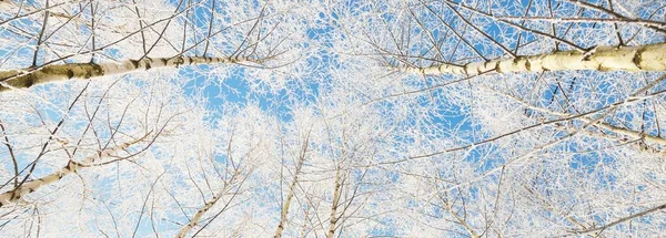 在一场暴风雪之后 低角的白桦林景象 树干紧贴着 树枝上有白霜 晴朗的蓝天 温暖的阳光拉脱维亚 — 图库照片