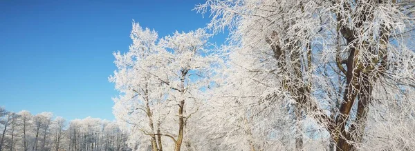 Χιονισμένα Δέντρα Δάσος Μετά Από Χιονοθύελλα Ανατολή Ηλίου Καθαρό Φως — Φωτογραφία Αρχείου
