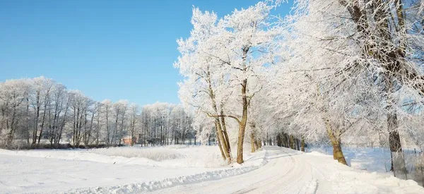 白雪覆盖的乡间公路贯穿全村 汽车和人迹罕至 高大的树 温暖的阳光 清澈的冬日拉脱维亚 — 图库照片