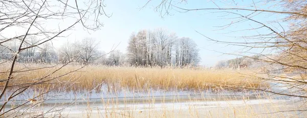 Liten Frusen Flod Och Höga Björkar Hjorfrost Efter Snöstorm Närbild — Stockfoto