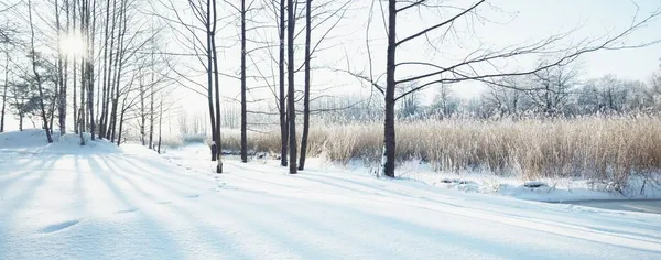 クローズアップ後の霜の中で小さな凍結川や背の高い白樺の木 新鮮な雪の上に人間のトラック 晴れた冬の日 暖かい日差し ラトビア — ストック写真