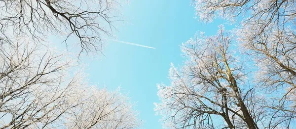 Низький Кут Огляду Старого Міського Парку Після Хуртовини Стовбури Дерев — стокове фото