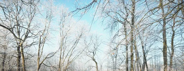 Karla Kaplı Ağaçlar Kar Fırtınasından Sonra Orman Gün Doğumu Saf — Stok fotoğraf