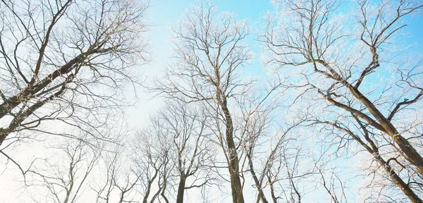 Χιονισμένα Δέντρα Δάσος Μετά Από Χιονοθύελλα Ανατολή Ηλίου Καθαρό Φως — Φωτογραφία Αρχείου