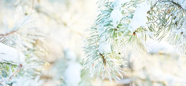 Jeune Branche Pin Avec Cône Recouvert Givre Aiguilles Gros Plan — Photo