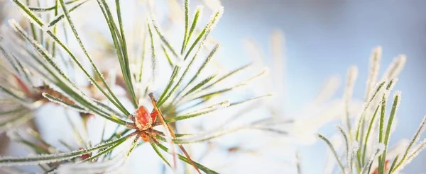 若い松の木の枝に円錐形の霜で覆われ 針を閉じる 日没の常緑針葉樹林 柔らかい光 冬の不思議の国 クリスマス 純粋な自然 グラフィックリソース コピースペース — ストック写真