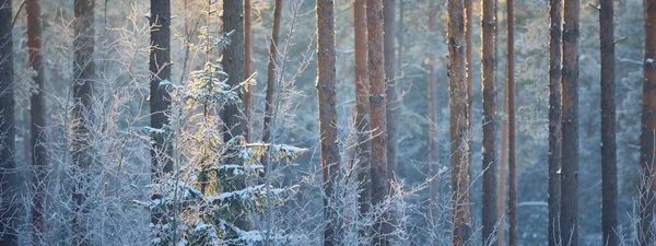 Fenyő Lucfenyő Nyírfa Fala Egy Tűlevelű Erdőben Naplementekor Arany Esti — Stock Fotó