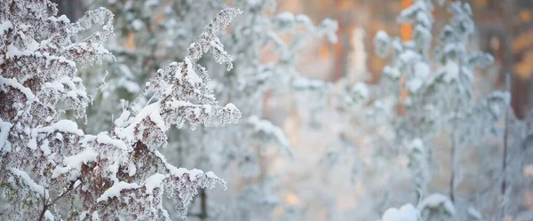 Genévrier Épicéa Pins Coucher Soleil Forêt Conifères Après Blizzard Les — Photo