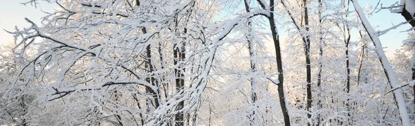 Met Sneeuw Bedekte Bomen Bos Een Sneeuwstorm Zonsopgang Puur Zonlicht — Stockfoto
