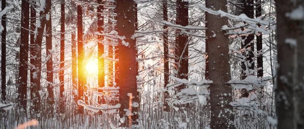 Paisaje Atmosférico Oscuro Bosque Siempreverde Cubierto Nieve Atardecer Luz Dorada — Foto de Stock