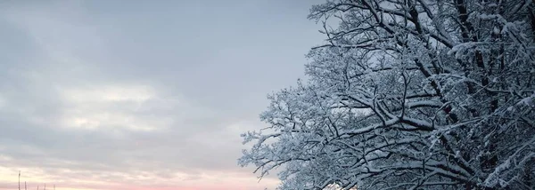 覆盖着积雪的森林和农村地区的全景 日落时分 云雾弥漫 冬天的仙境圣诞假期 — 图库照片
