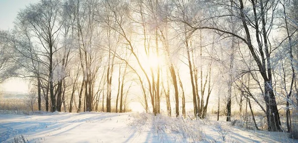 日没の雪に覆われた木 木の幹を介して黄金の夜の日差し 新鮮な雪の中で人間のトラック 牧歌的な冬のシーン ラトビア — ストック写真