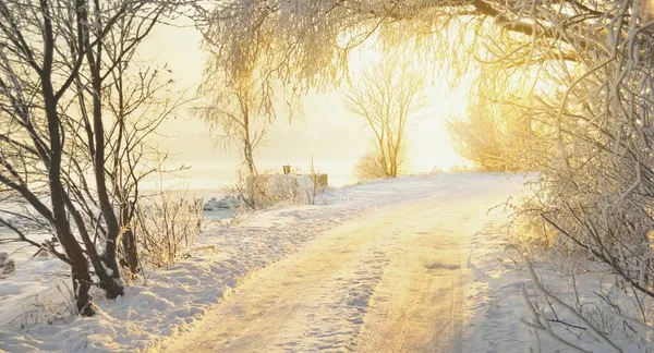日没の霜の木の下で1車線の田舎道 自然トンネルだ 黄金の夜の日差し 牧歌的な冬のシーン ラトビア — ストック写真