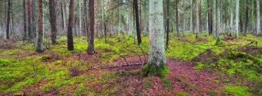 Sisli yemyeşil ormanın panoramik manzarası. Güçlü çam ağaçları, yosun, eğreltiotu. Karanlık atmosferik manzara. Estonya