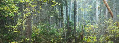 Beyaz bir sabah sisinde renkli huş ağaçları, çam ağaçları ve çam ağaçları. Idyllic sonbahar manzarası. Bataklık kuzey ormanı. Kemeri Milli Parkı, Letonya